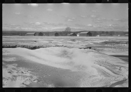 Untitled photo, possibly related to: Tobacco lands after the Connecticut River had subsided near Hatfield, Massachusetts