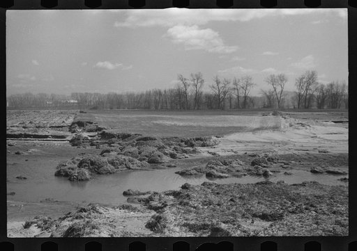 Untitled photo, possibly related to: Tobacco lands after the Connecticut River had subsided near Hatfield, Massachusetts