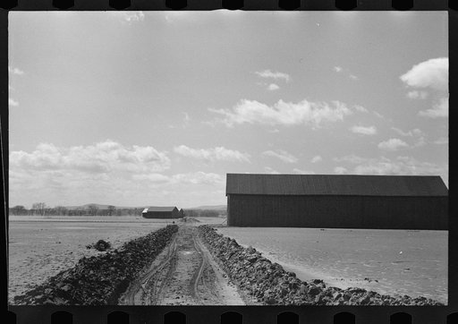 Untitled photo, possibly related to: Tobacco lands after the Connecticut River had subsided near Hatfield, Massachusetts