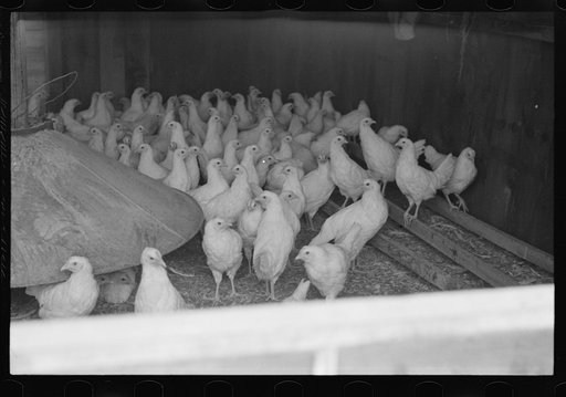 Chickens belonging to poultry cooperative society near Stevensville, New York