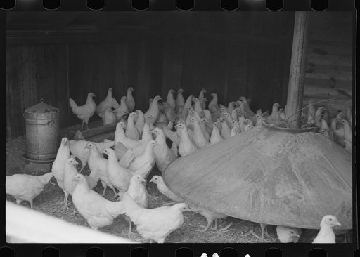 Untitled photo, possibly related to: Chickens belonging to poultry cooperative society near Stevensville, New York
