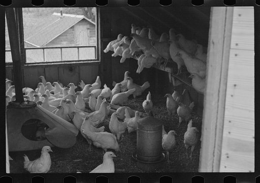 Chickens belonging to one of the members of the Jewish poultry cooperative at Liberty, New York