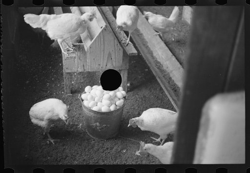 Untitled photo, possibly related to: Chickens belonging to one of the members of the Jewish poultry cooperative at Liberty, New York