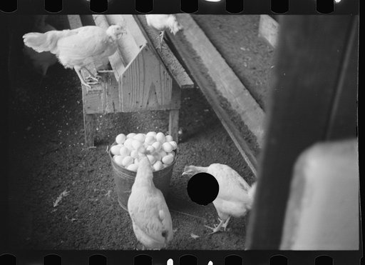 Untitled photo, possibly related to: Chickens belonging to one of the members of the Jewish poultry cooperative at Liberty, New York