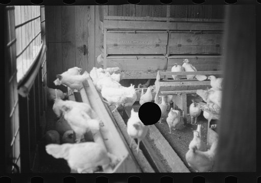 Untitled photo, possibly related to: Chickens belonging to one of the members of the Jewish poultry cooperative at Liberty, New York
