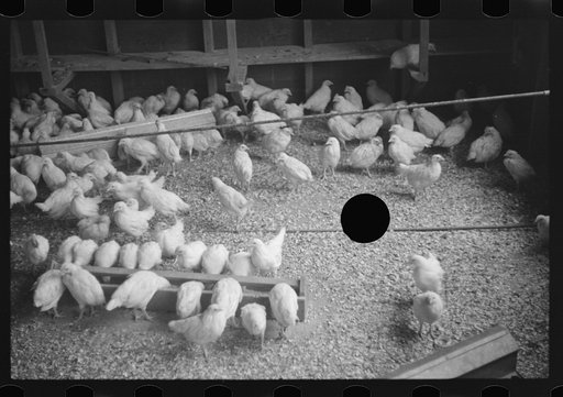 Untitled photo, possibly related to: Chickens belonging to one of the members of the Jewish poultry cooperative at Liberty, New York