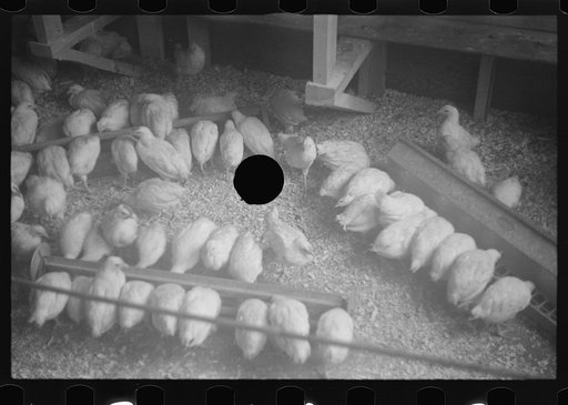 Untitled photo, possibly related to: Chickens belonging to one of the members of the Jewish poultry cooperative at Liberty, New York