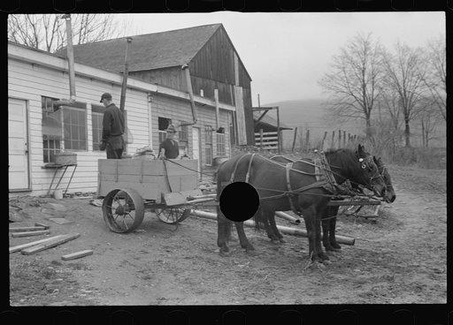 Untitled photo, possibly related to: Cart removing chicken manure at the farm of one of the members of the Jewish poultry cooperative, Liberty, New York
