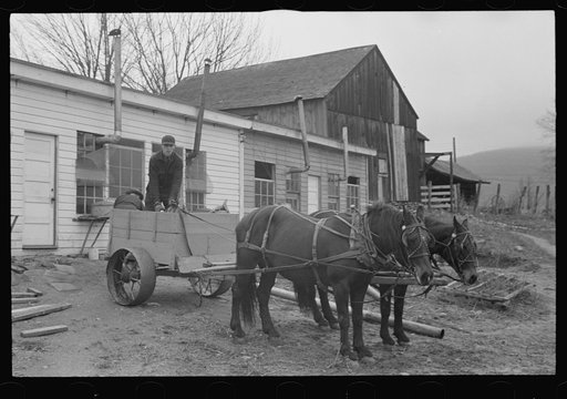 Cart removing chicken manure at the farm of one of the members of the Jewish poultry cooperative, Liberty, New York