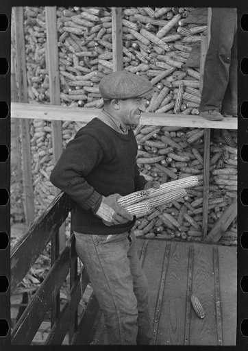 William Singer, homesteader at Hightstown, New Jersey, helping to store corn for the dairy herd which is soon to be acquired by the colony