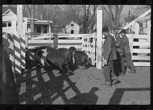 Stockyard attendants herding hogs into pens at stockyards, Aledo, Illinois