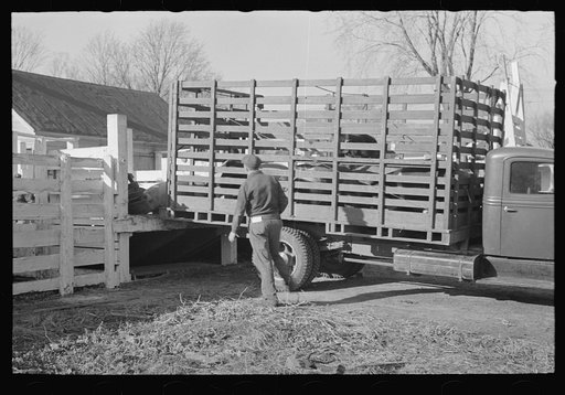 Unloading hogs at the stockyards, Aledo, Illinois
