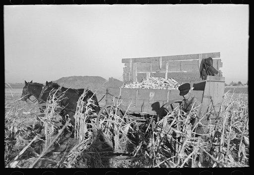 Farmer handpicking corn near Aledo, Mercer County, Illinois