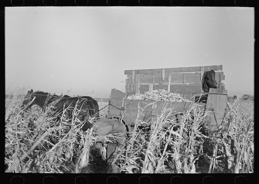 Untitled photo, possibly related to: Farmer handpicking corn near Aledo, Mercer County, Illinois
