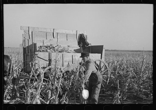 Untitled photo, possibly related to: Farmer handpicking corn near Aledo, Mercer County, Illinois