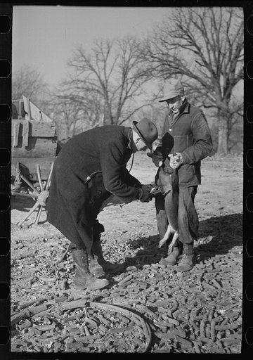 Untitled photo, possibly related to: Vaccination of pigs on stock farm near Aledo, Illinois, usually done by a veterinary although some farmers do it