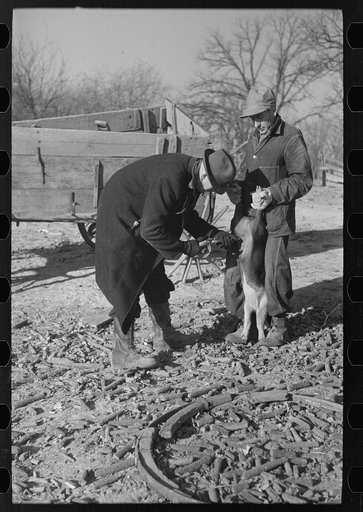 Vaccination of pigs on stock farm near Aledo, Illinois, usually done by a veterinary although some farmers do it