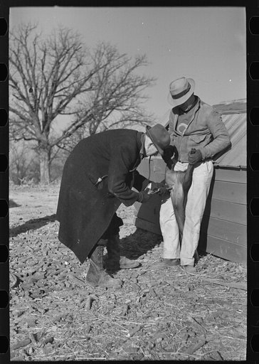 Untitled photo, possibly related to: Vaccination of pigs on stock farm near Aledo, Illinois, usually done by a veterinary although some farmers do it