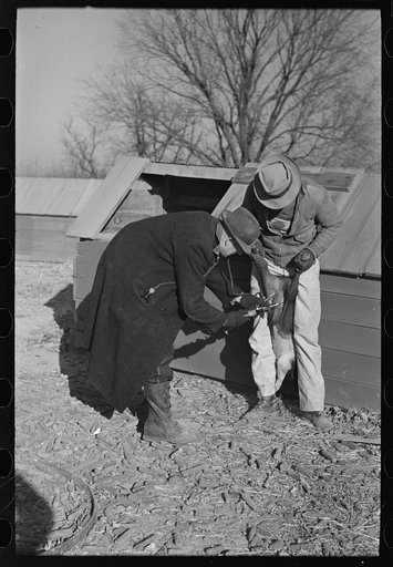 Untitled photo, possibly related to: Vaccination of pigs on stock farm near Aledo, Illinois, usually done by a veterinary although some farmers do it