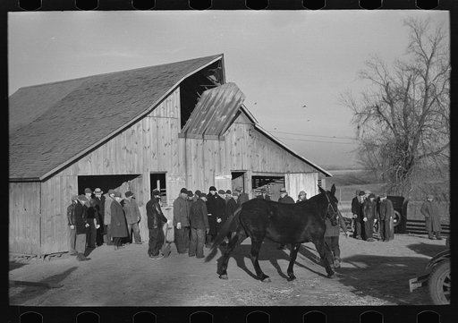 Parading a mule to be auctioned at country auction near Aledo, Illinois