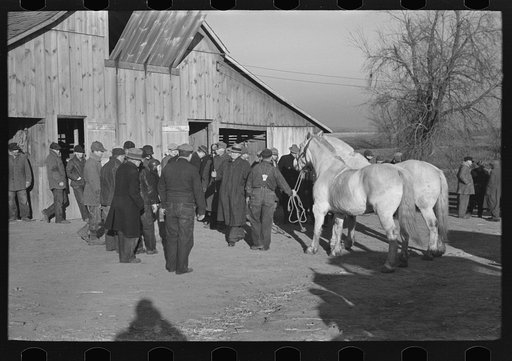 Untitled photo, possibly related to: Parading a mule to be auctioned at country auction near Aledo, Illinois