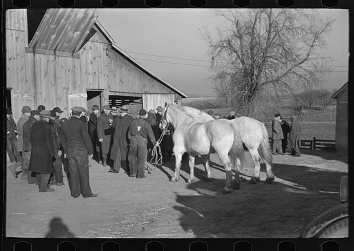 Showing a team of horses to be sold at country auction near Aledo, Illinois