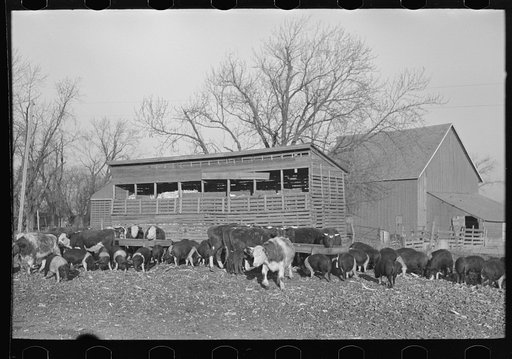 Cattle and hogs feeding, Emrick farm near Aledo, Illinois. This farm is managed by a son. A hired man lives on the farm and takes care of the crops and livestock. All crops are fed to the livestock