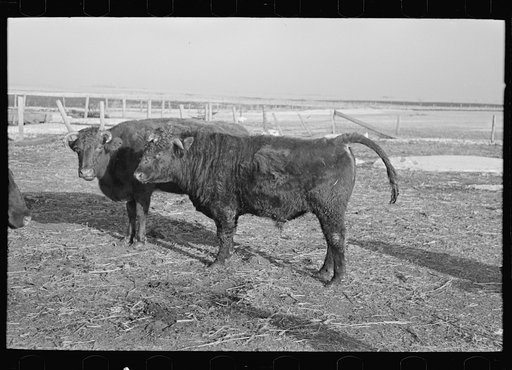 Untitled photo, possibly related to: Part of shorthorn cattle herd belonging to G.H. West near Estherville, Iowa