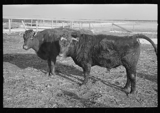Untitled photo, possibly related to: Part of shorthorn cattle herd belonging to G.H. West near Estherville, Iowa