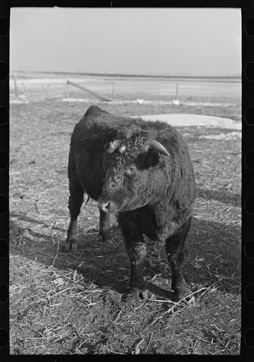 Untitled photo, possibly related to: Part of shorthorn cattle herd belonging to G.H. West near Estherville, Iowa