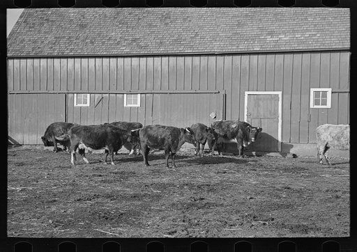 Part of shorthorn cattle herd belonging to G.H. West near Estherville, Iowa