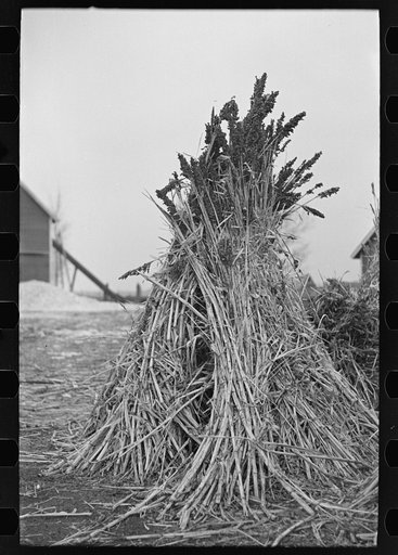 Sugarcane is grown as fodder in many farms in Emmet County, Iowa