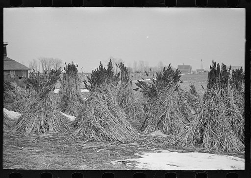 Several stacks of sugarcane, Emmet County, Iowa