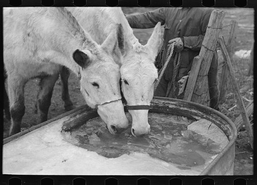 Breaking ice to water mules on on Rex Inman's farm near Estherville, Iowa. This farm of 360 acres is rented from company by tenant