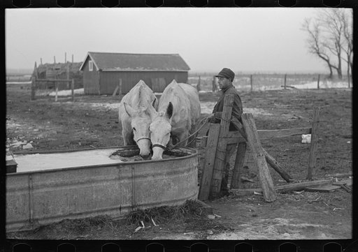 Breaking ice to water mules on Rex Inman's farm near Estherville, Iowa. This farm, 360 acres, is rented from loan company by tenant