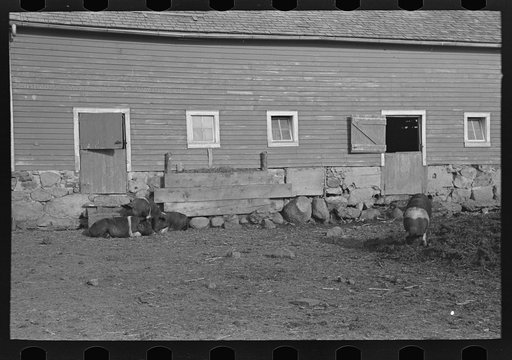 Untitled photo, possibly related to: View of the barn on Fred Rowe's 289 acre farm near Estherville, Iowa
