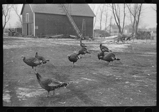 Turkeys on Rex Inman's farm near Estherville, Iowa