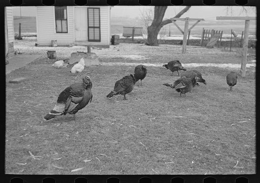 Untitled photo, possibly related to: Turkeys on Rex Inman's farm near Estherville, Iowa