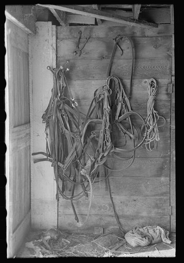 Harness in barn of H.H. Tripp, near Dickens, Iowa