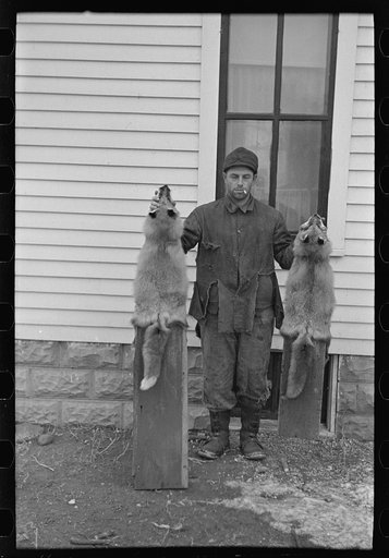 Roy Merriott, farmer, holding foxes which he has killed on his farm, near Estherville, Iowa
