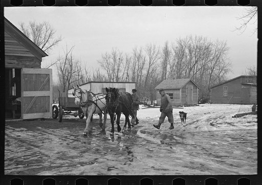 Taking horses to the barn, Roy Merriot farm near Estherville, Iowa