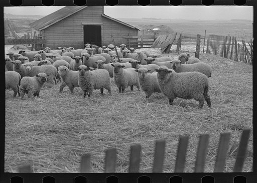 Flock of sheep on Lyle Askeland farm near Armstrong, Iowa