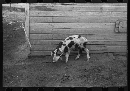 One of the three hogs on the William McDermott farm near Anthon, Iowa