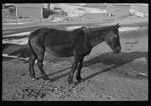 Untitled photo, possibly related to: Blind horse and broken windmill on Glen Cook's farm near Smithland, Iowa