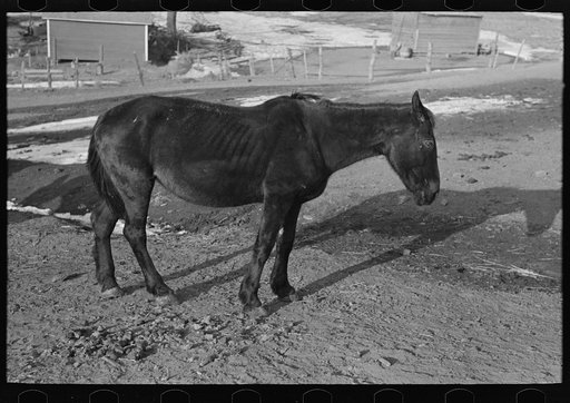 Untitled photo, possibly related to: Blind horse and broken windmill on Glen Cook's farm near Smithland, Iowa
