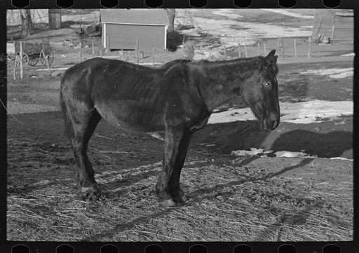 Blind and thin horse on Glen Cook's farm near Smithland, Iowa