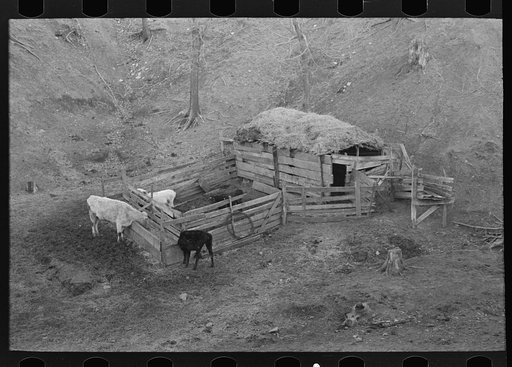 Livestock shelter on Charles Banta farm near Anthon, Iowa