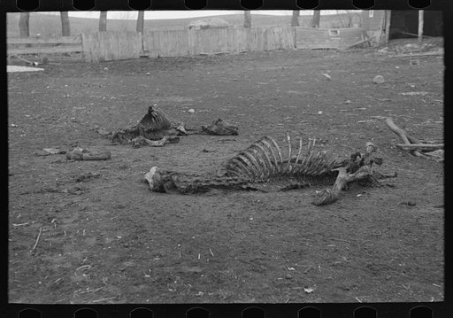 Skeleton of horse that died of compaction due to poor feed. William Butler's farm near Anthon, Iowa