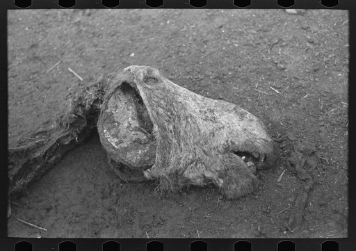 Untitled photo, possibly related to: Head of horse that died of compaction due to poor feed. William Butler farm near Anthon, Iowa