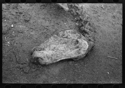 Untitled photo, possibly related to: Head of horse that died of compaction due to poor feed. William Butler farm near Anthon, Iowa
